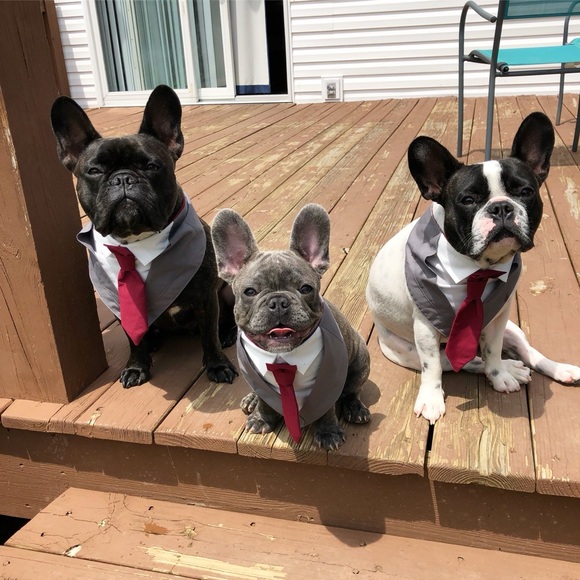 frenchiefather3